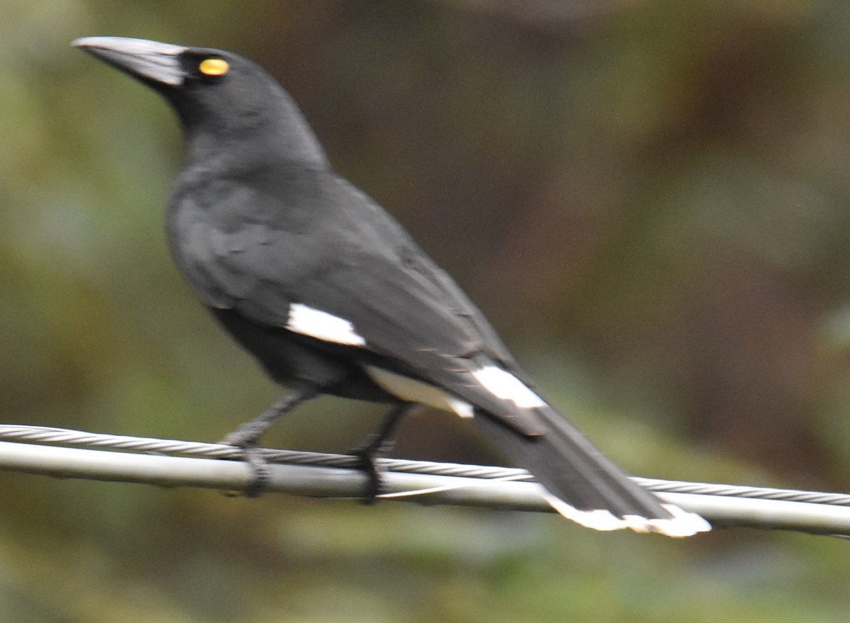 Pied Currawong - ML618970850