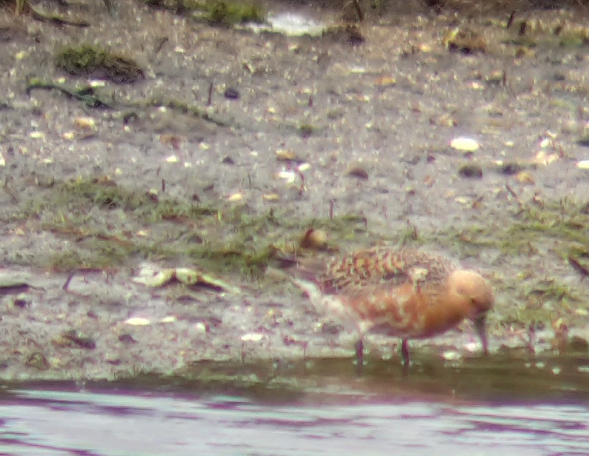 Red Knot - ML618970904