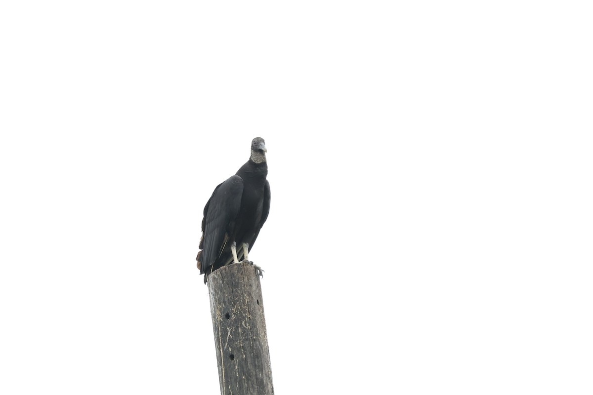 Black Vulture - ML618970954