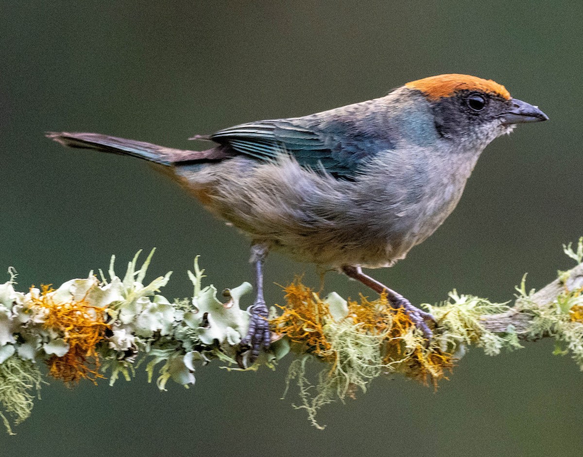Scrub Tanager - ML618970960