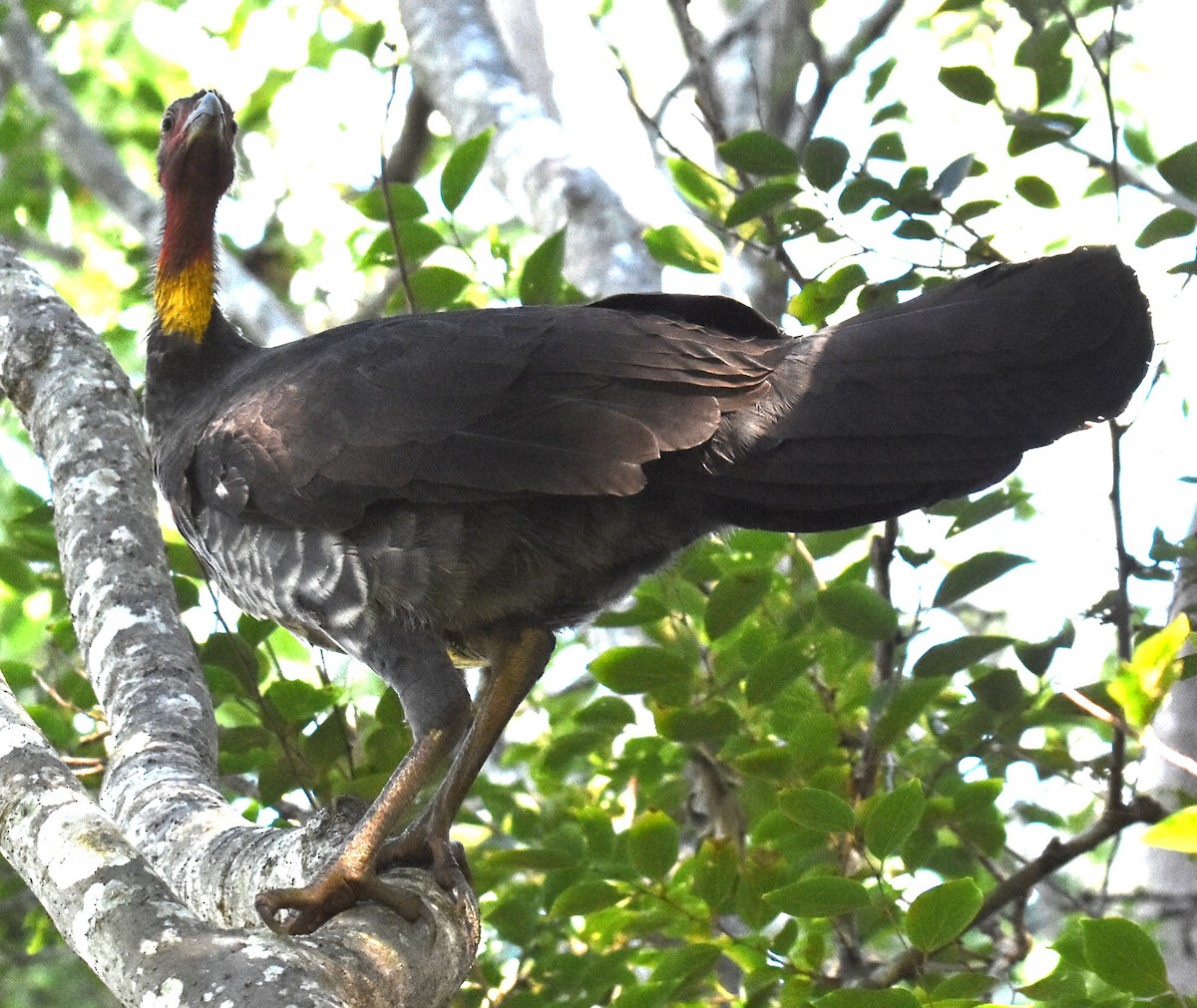 Australian Brushturkey - Mark Tarnawski