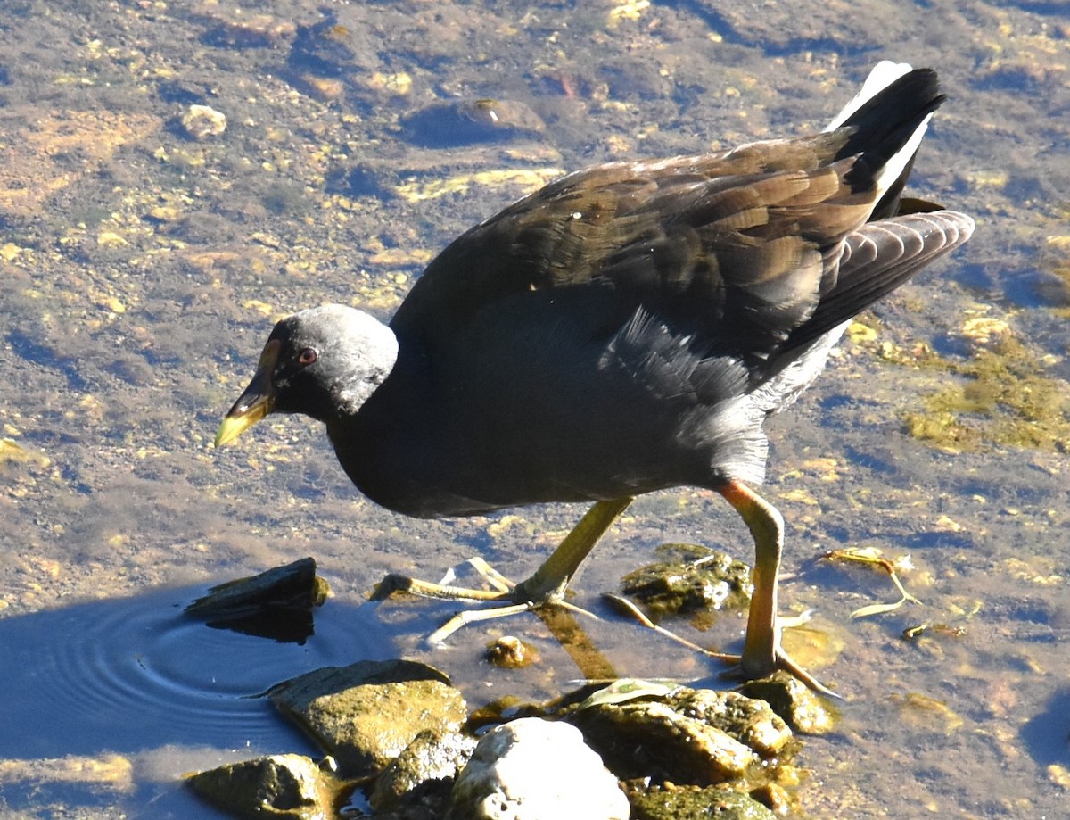 Dusky Moorhen - Mark Tarnawski