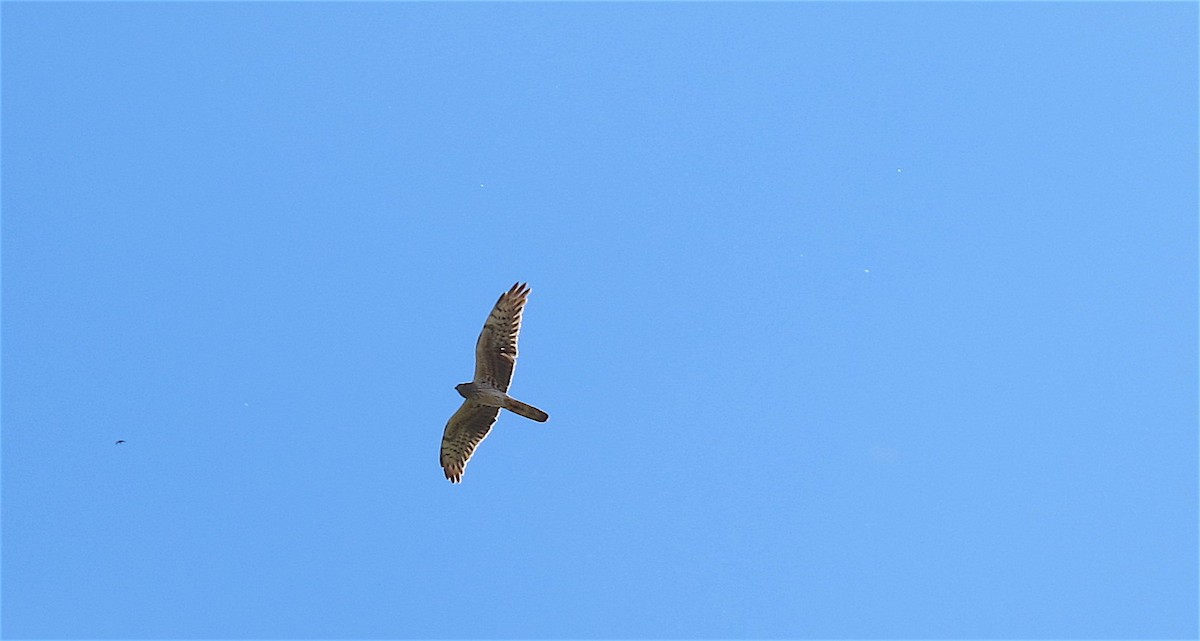 Montagu's Harrier - Javier Morala/MCBirding.com