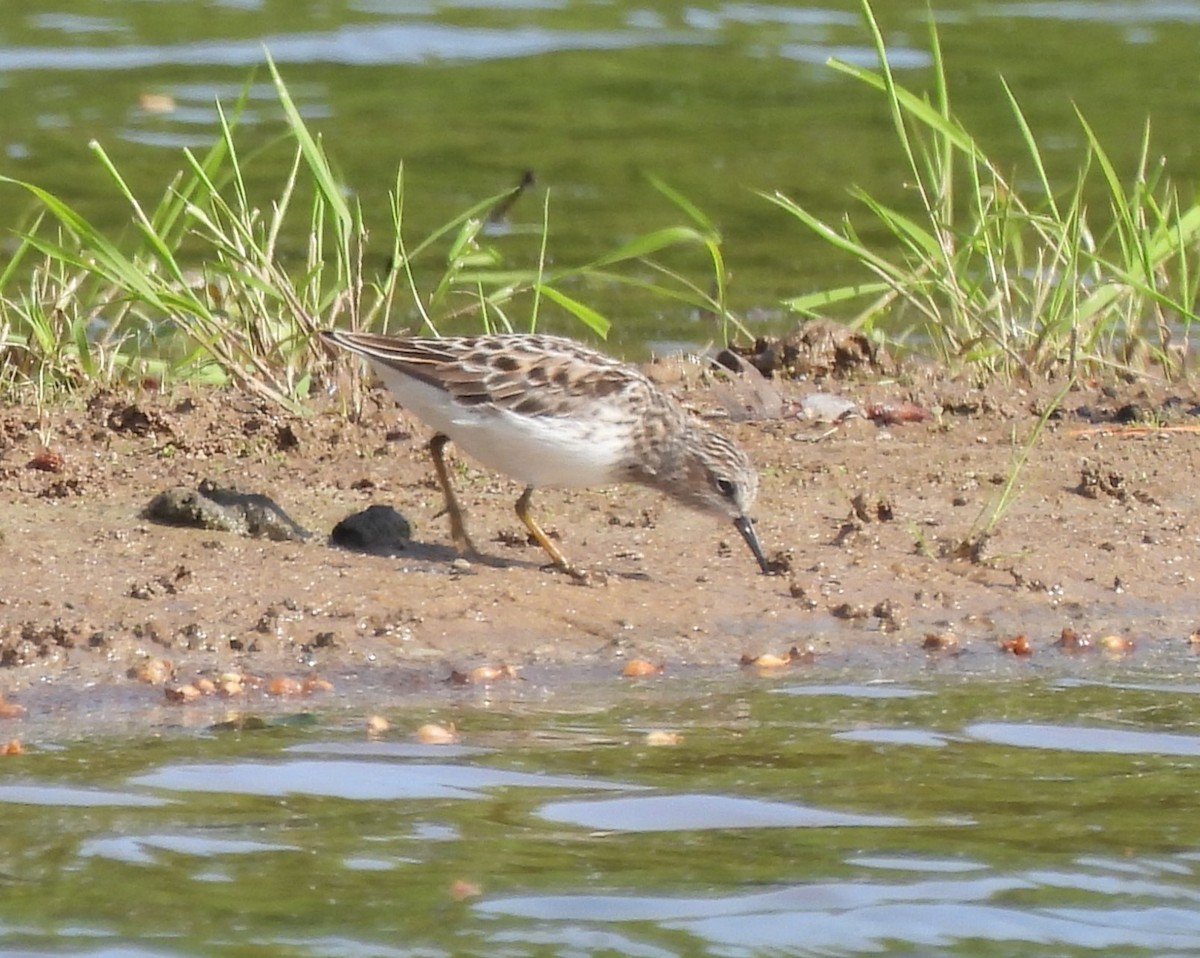 Least Sandpiper - ML618971004