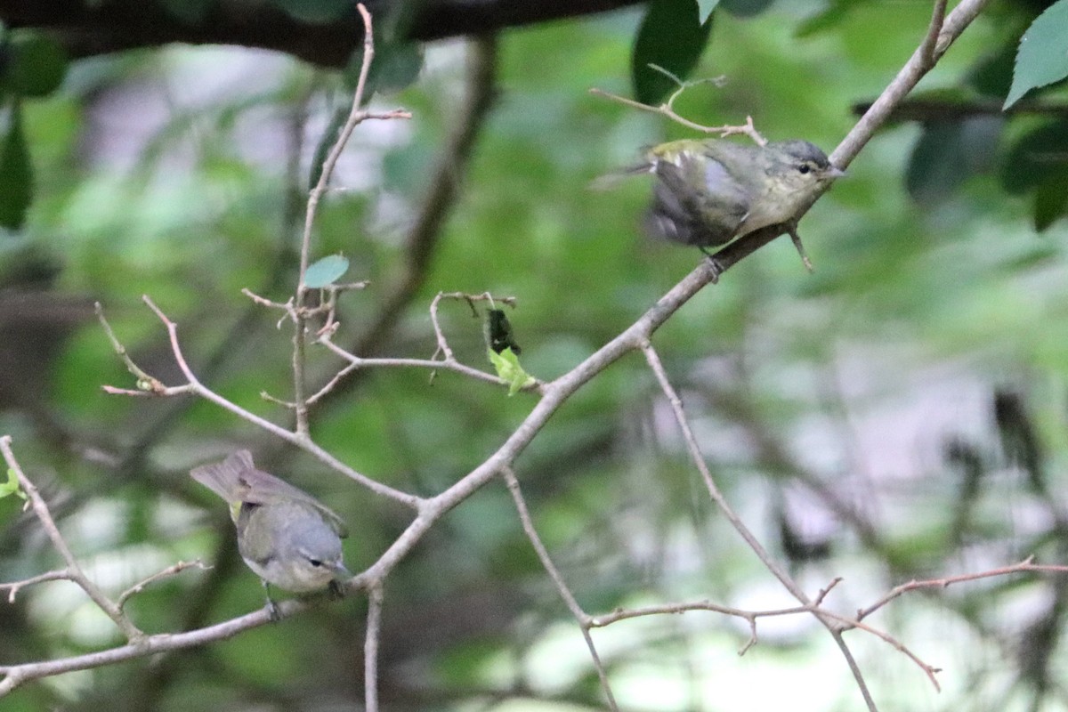 Tennessee Warbler - Larry Van Buren