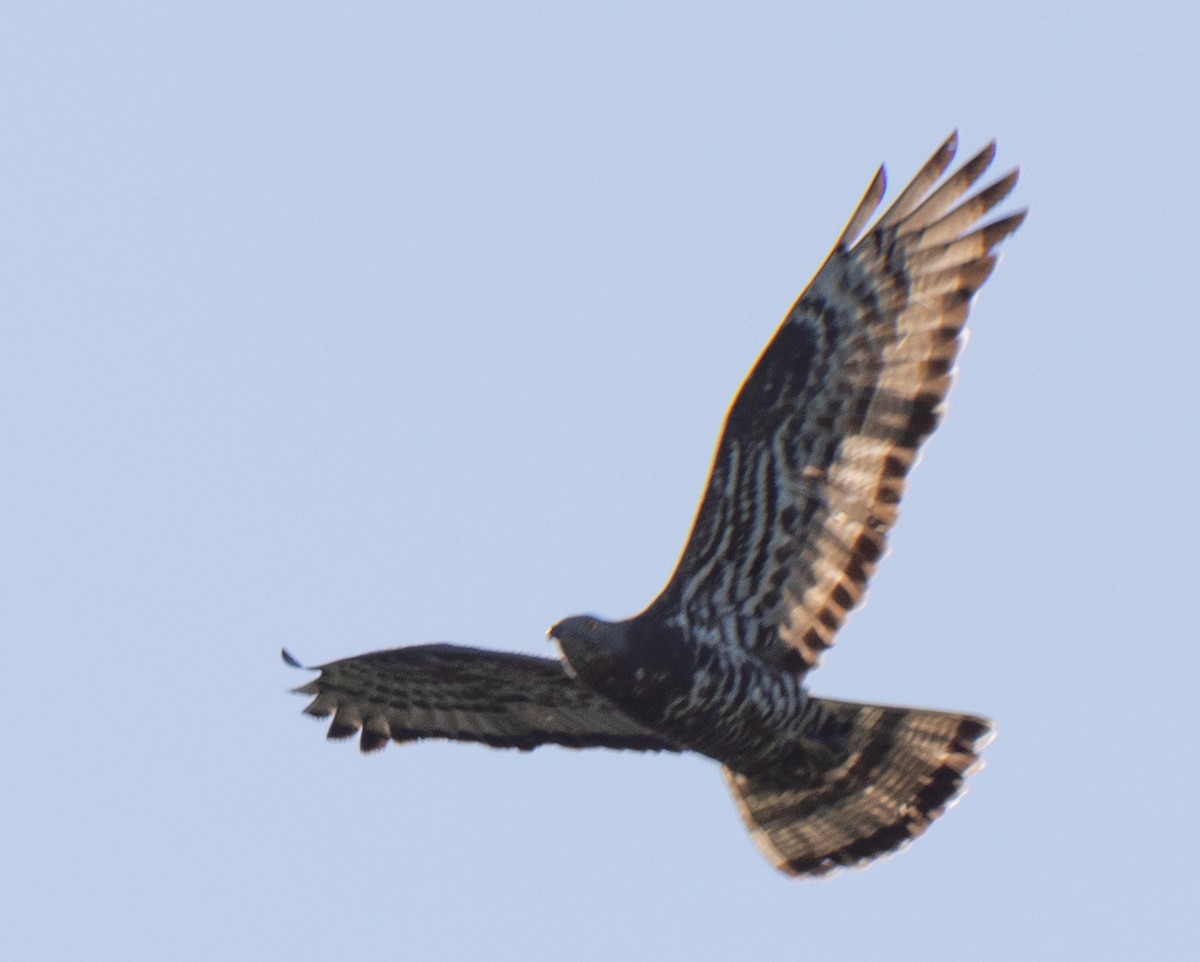 European Honey-buzzard - ML618971016