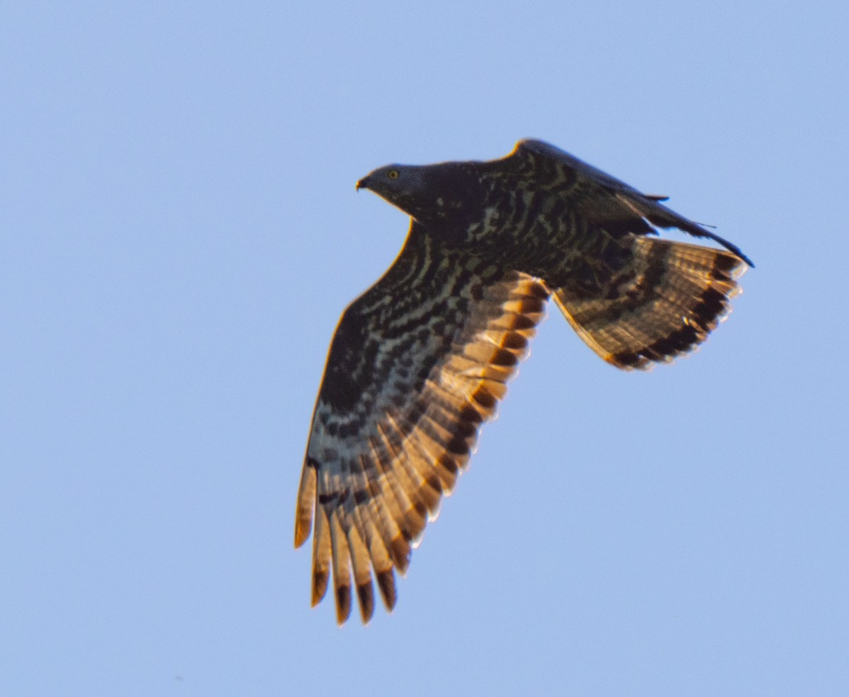 European Honey-buzzard - Bartłomiej Stankiewicz