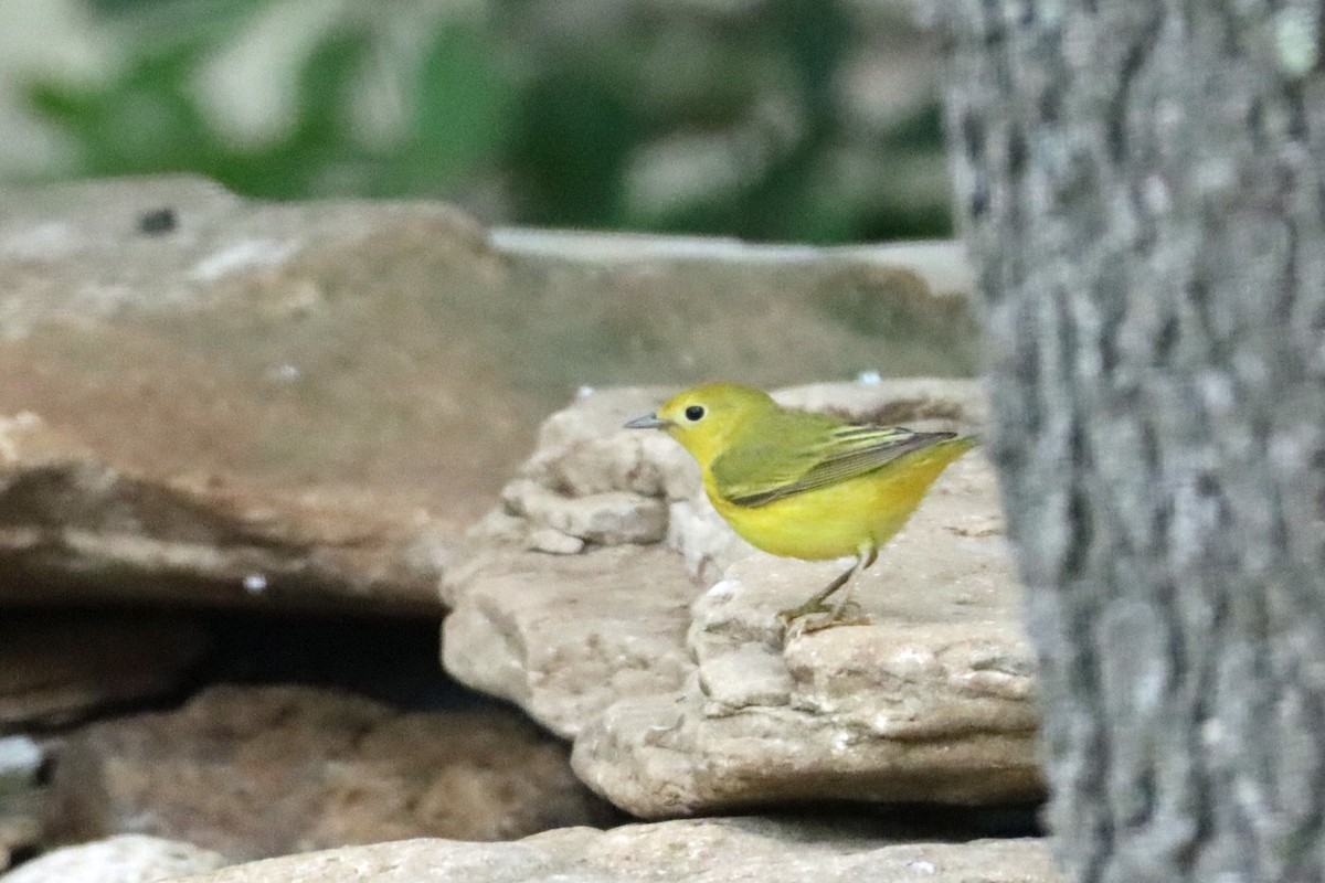 Yellow Warbler - ML618971025