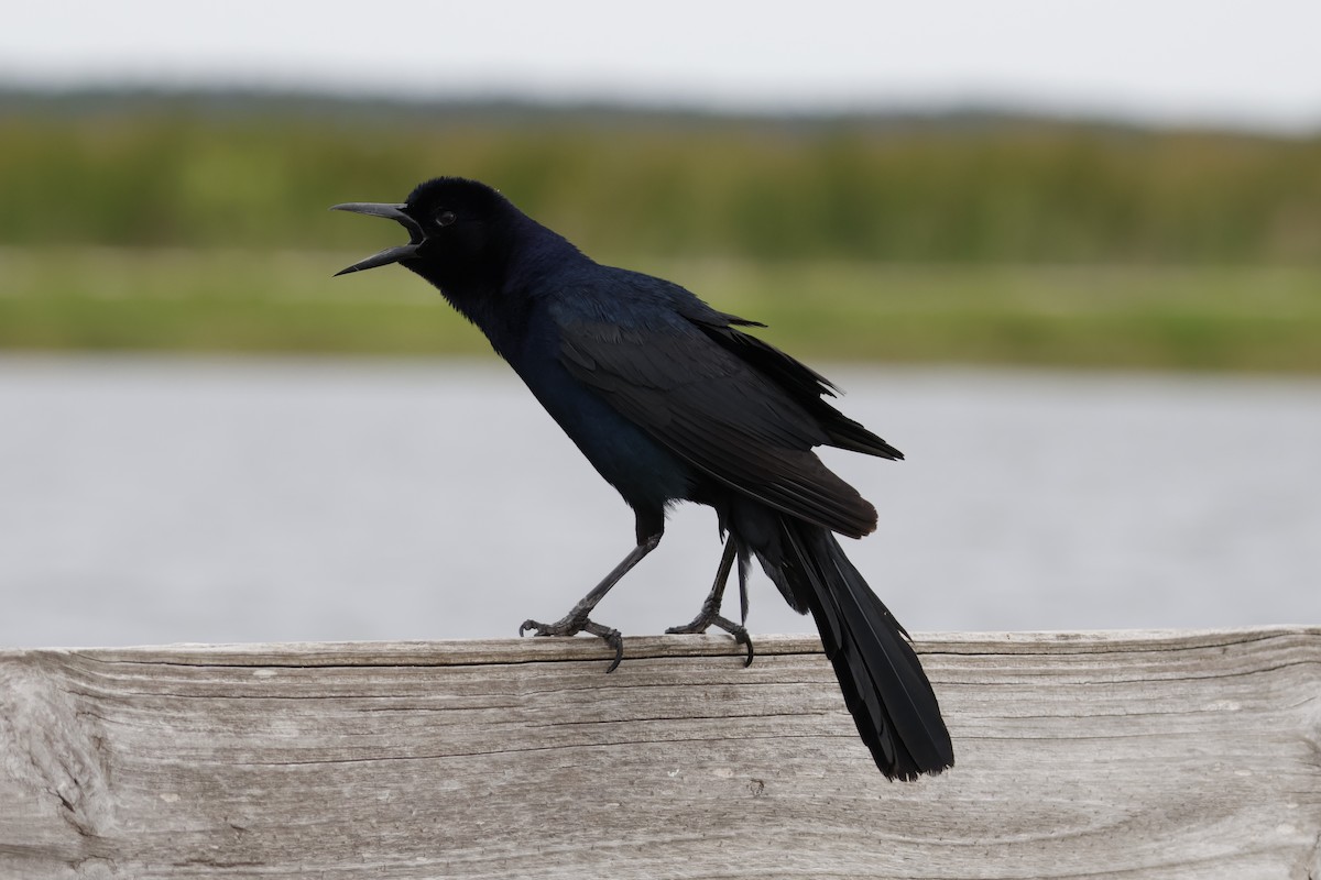 Boat-tailed Grackle - Mathieu Soetens