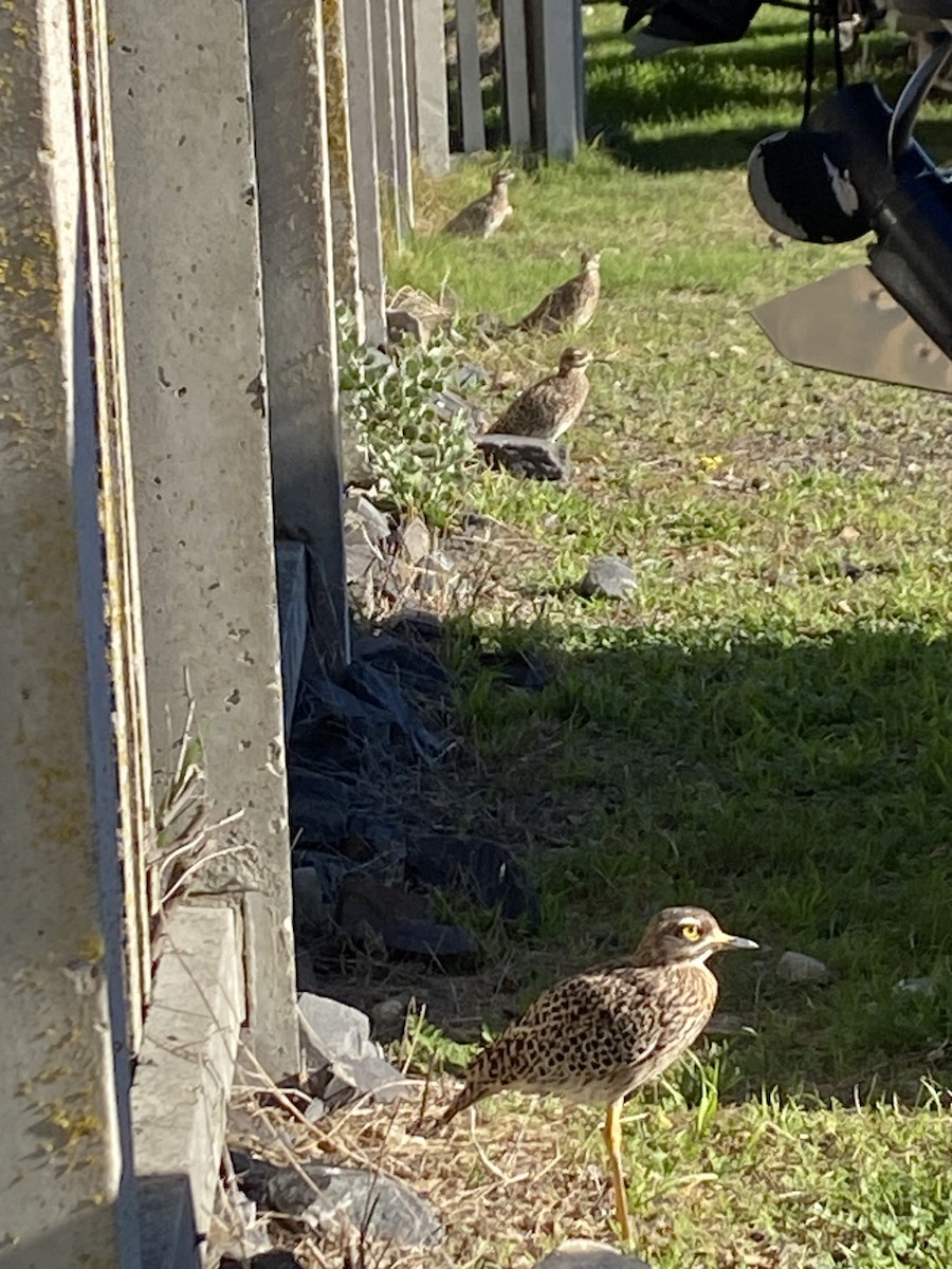 Spotted Thick-knee - ML618971042