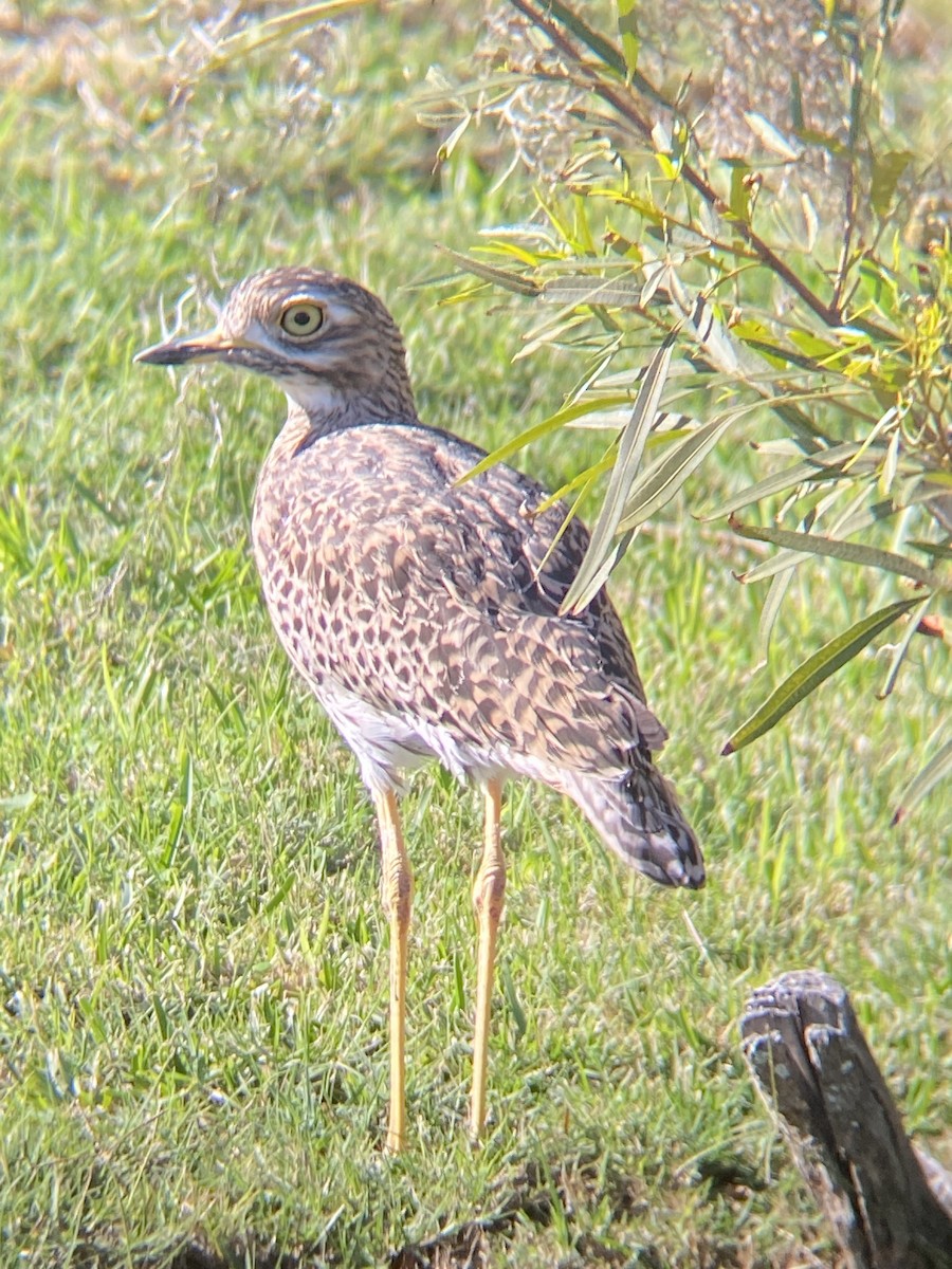 Spotted Thick-knee - Beau Shroyer