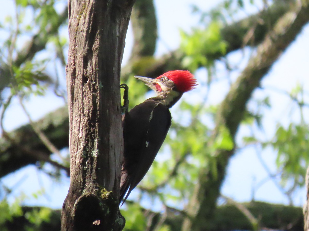Pileated Woodpecker - ML618971056