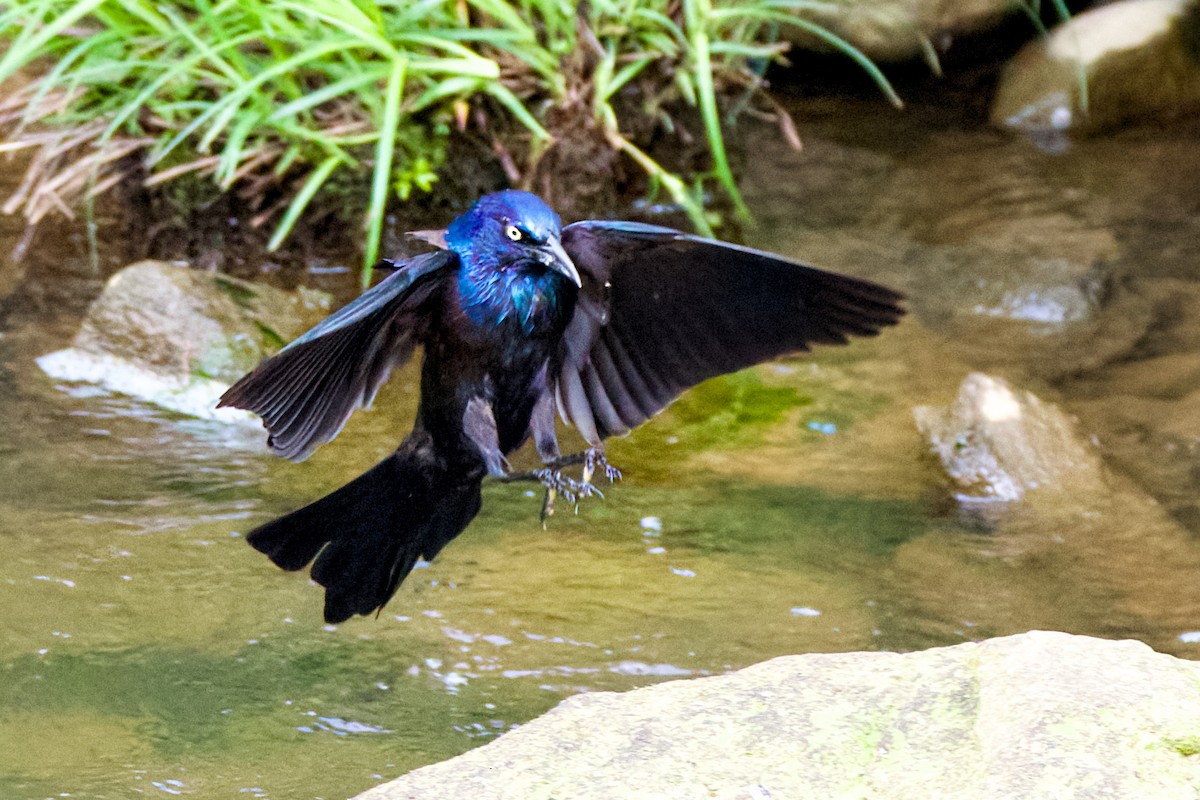 Common Grackle - John Frazier