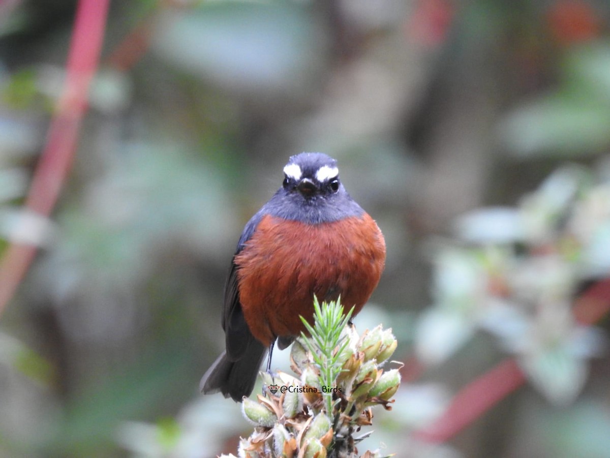 Chestnut-bellied Chat-Tyrant - ML618971060