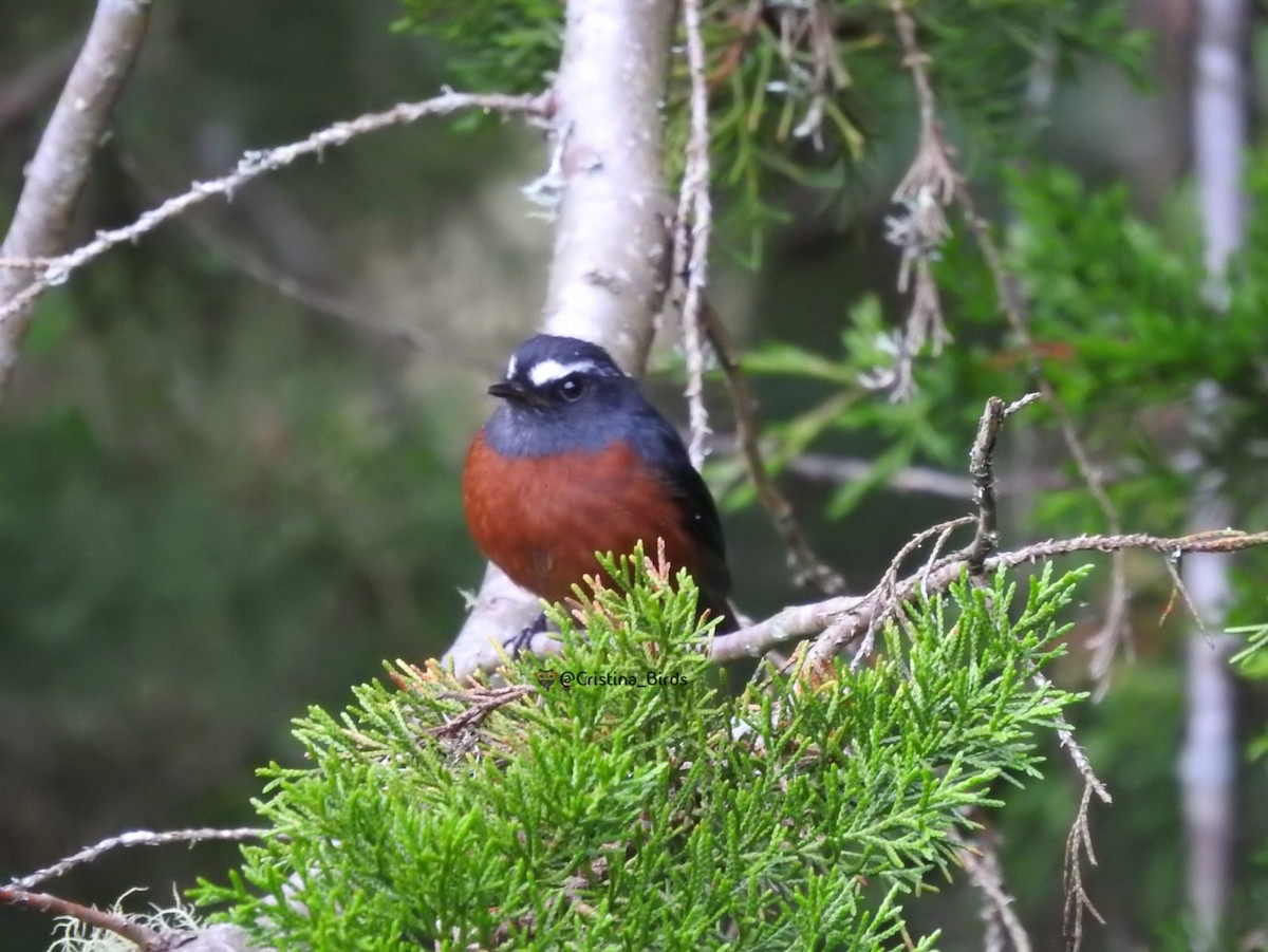 Chestnut-bellied Chat-Tyrant - Cristina Parra