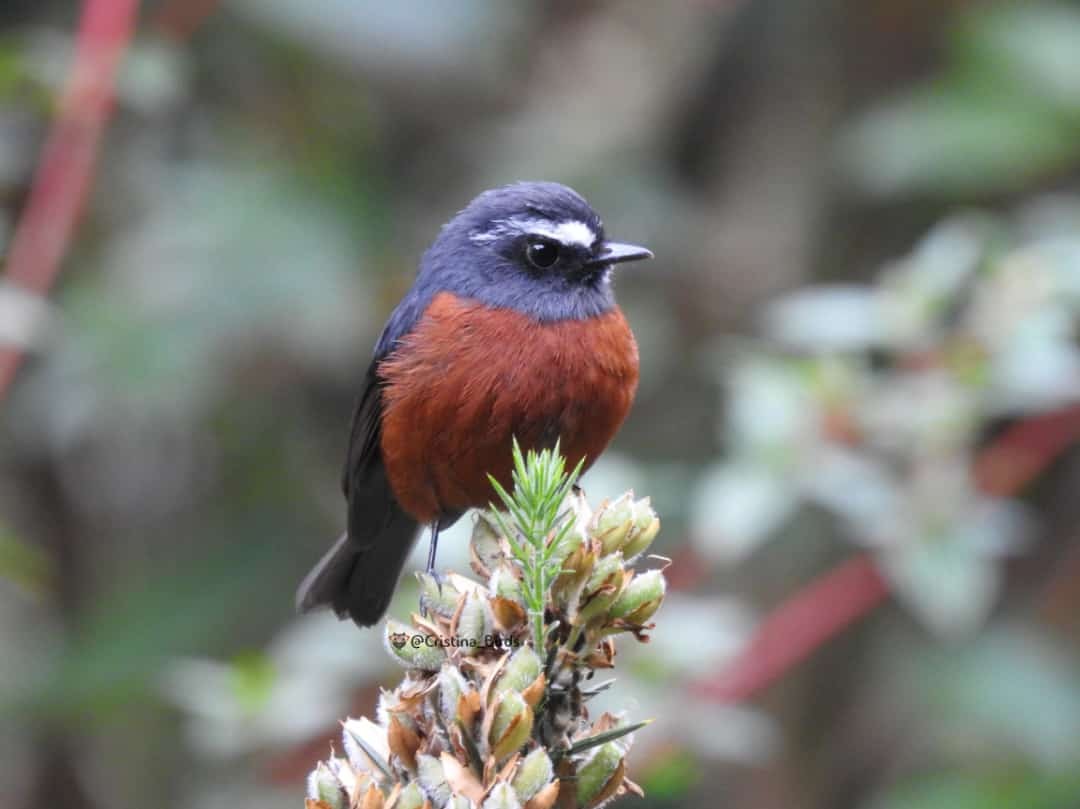Chestnut-bellied Chat-Tyrant - Cristina Parra