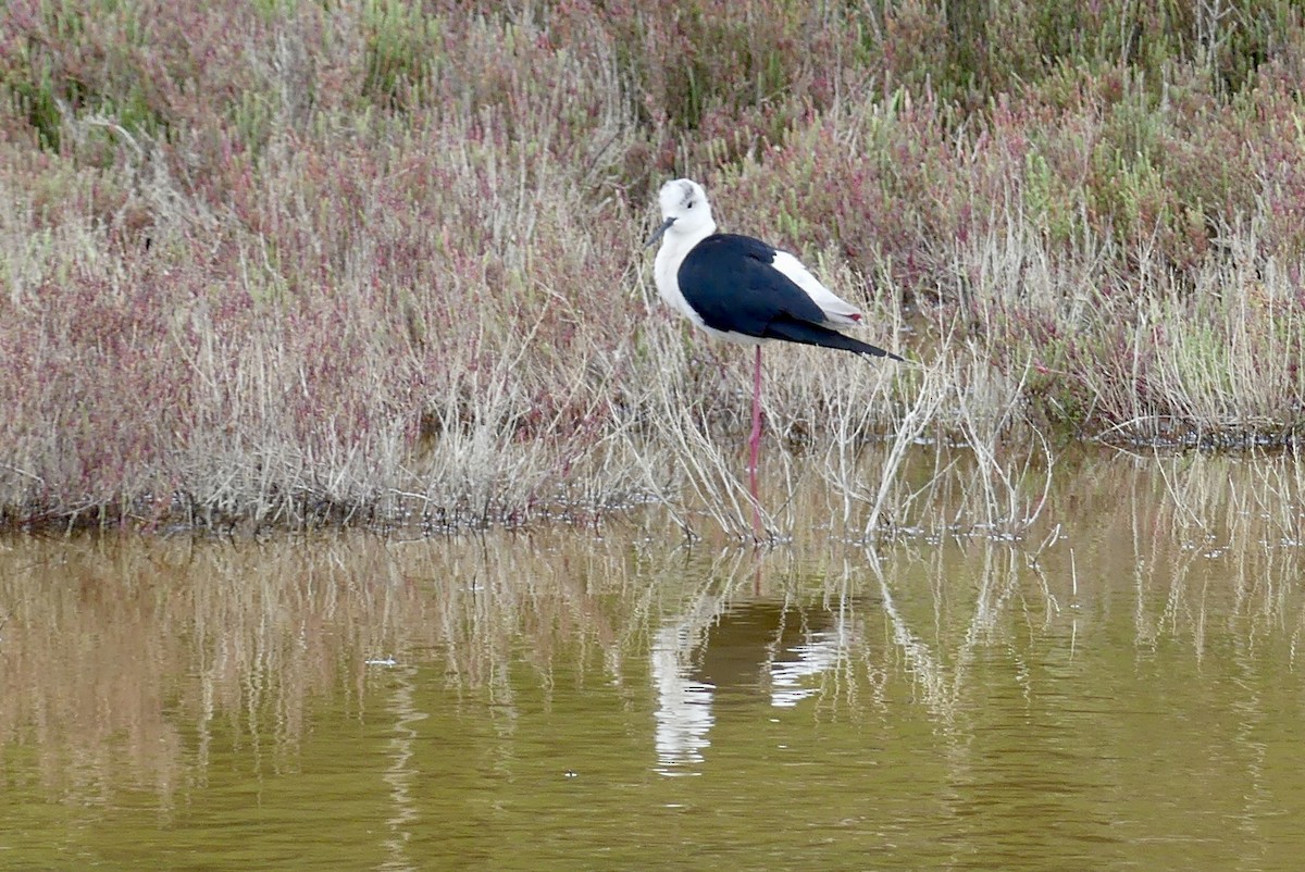 Black-winged Stilt - ML618971063