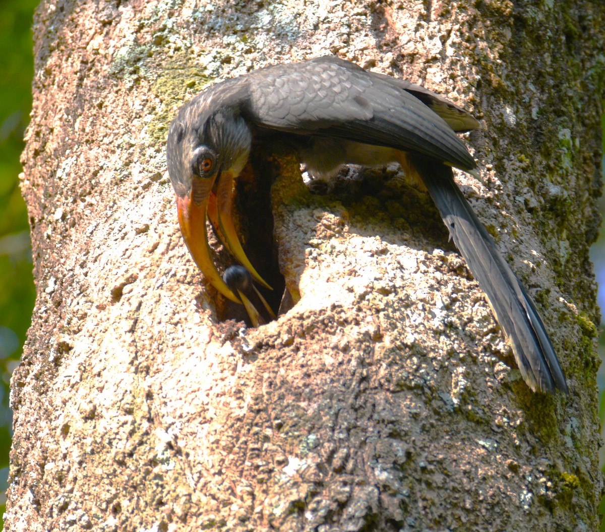 Malabar Gray Hornbill - Lathika Anoth