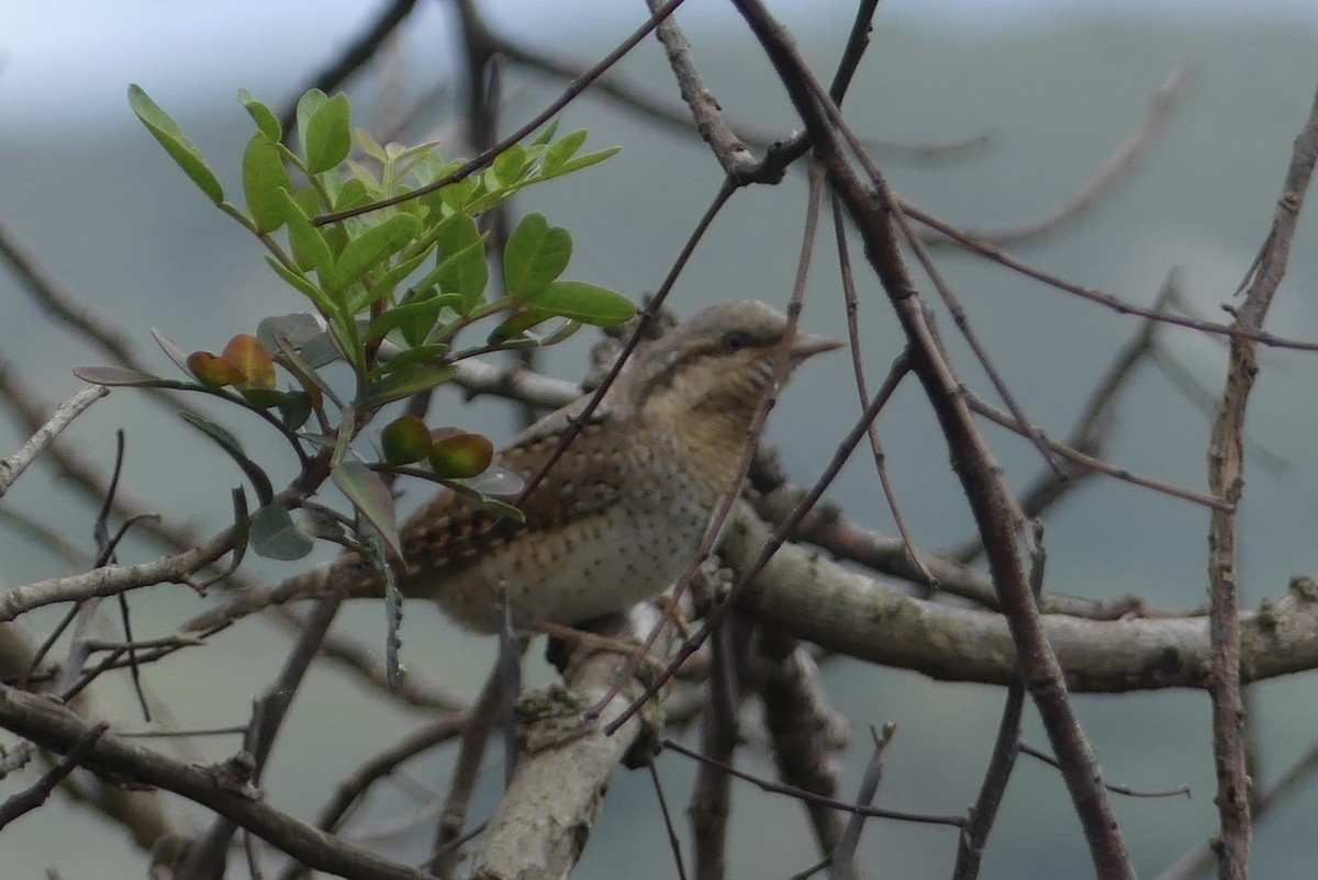 Eurasian Wryneck - ML618971097