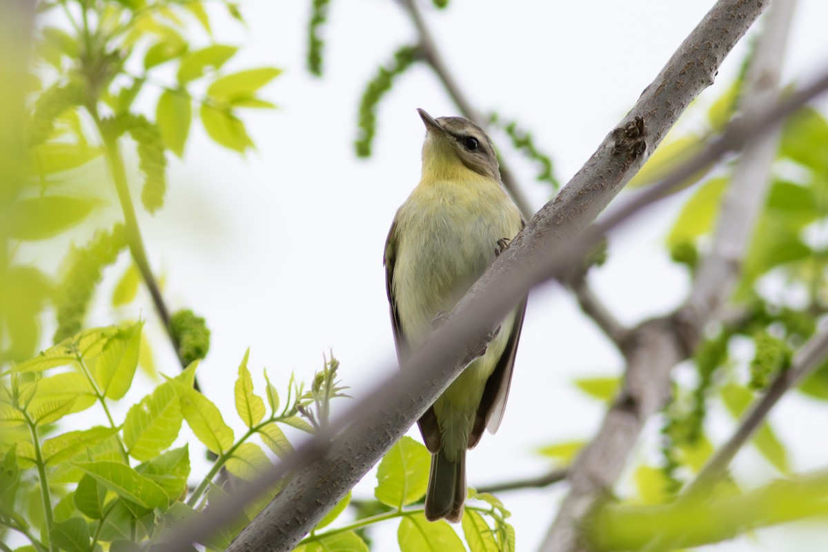 Philadelphia Vireo - Kris Perlberg