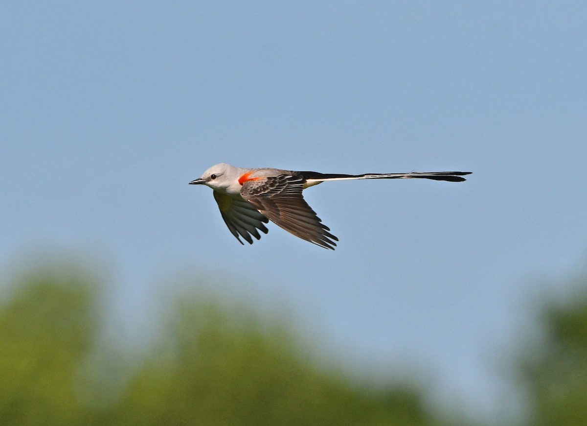 Scissor-tailed Flycatcher - Jeremy Cohen