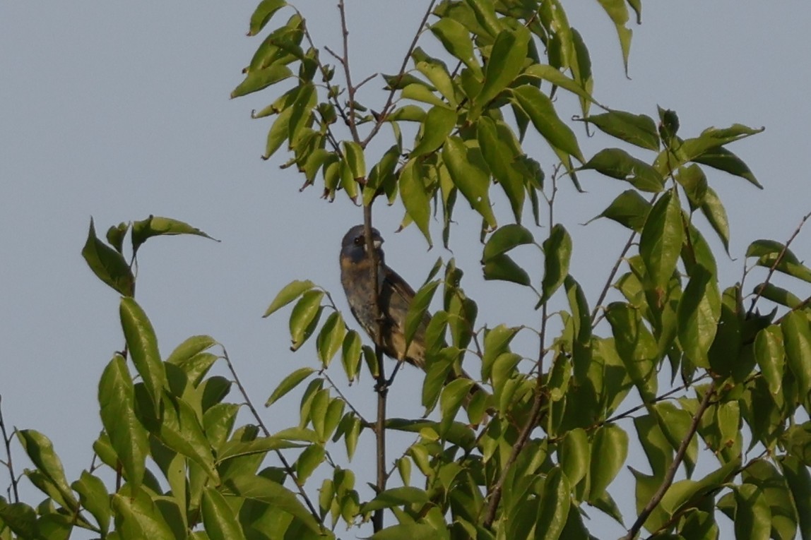 Blue Grosbeak - Mathieu Soetens