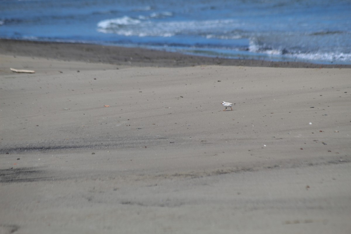 Piping Plover - Julia Cameron