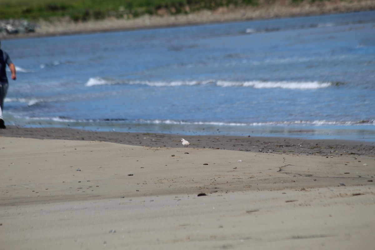 Piping Plover - Julia Cameron