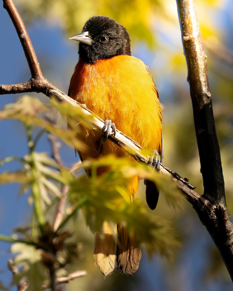 Baltimore Oriole - Mark Sawyer