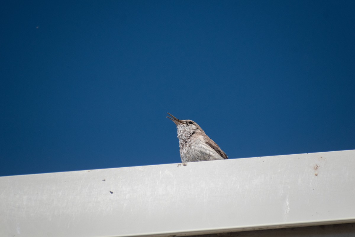 Rock Wren - ML618971196