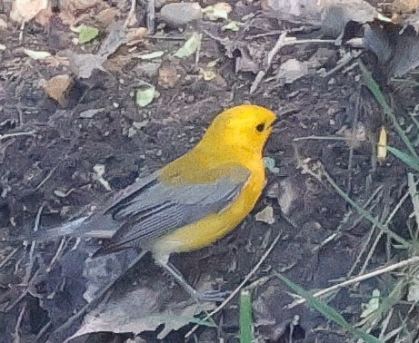 Prothonotary Warbler - ML618971217