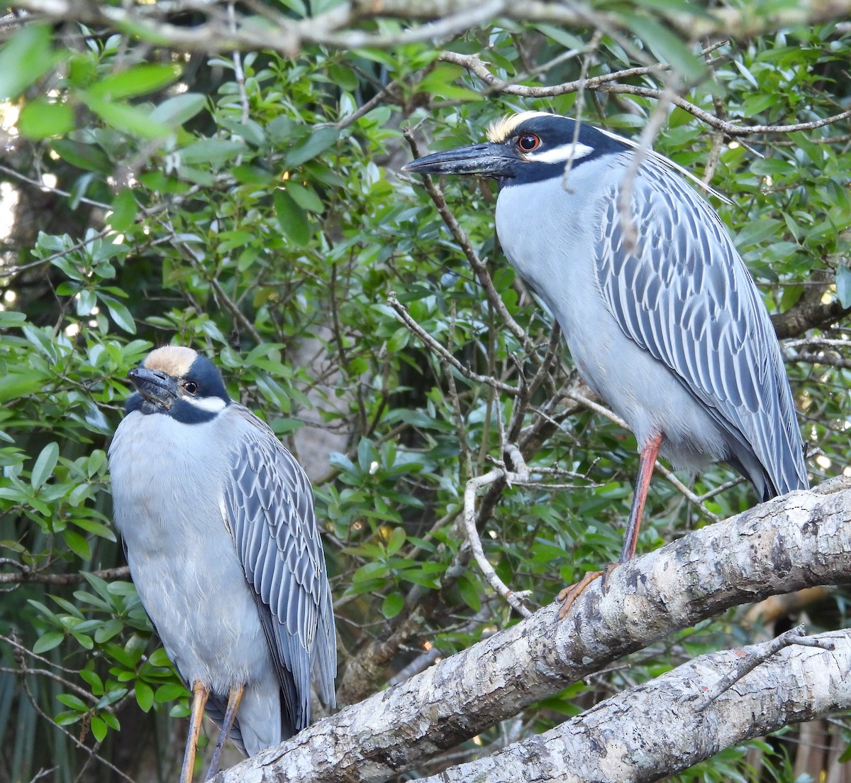 Yellow-crowned Night Heron - ML618971221