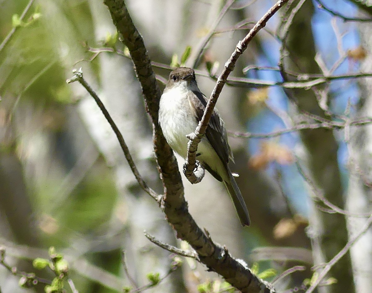 Eastern Phoebe - Laura Blutstein