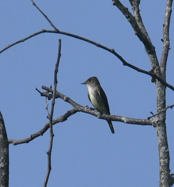 Olive-sided Flycatcher - ML618971231