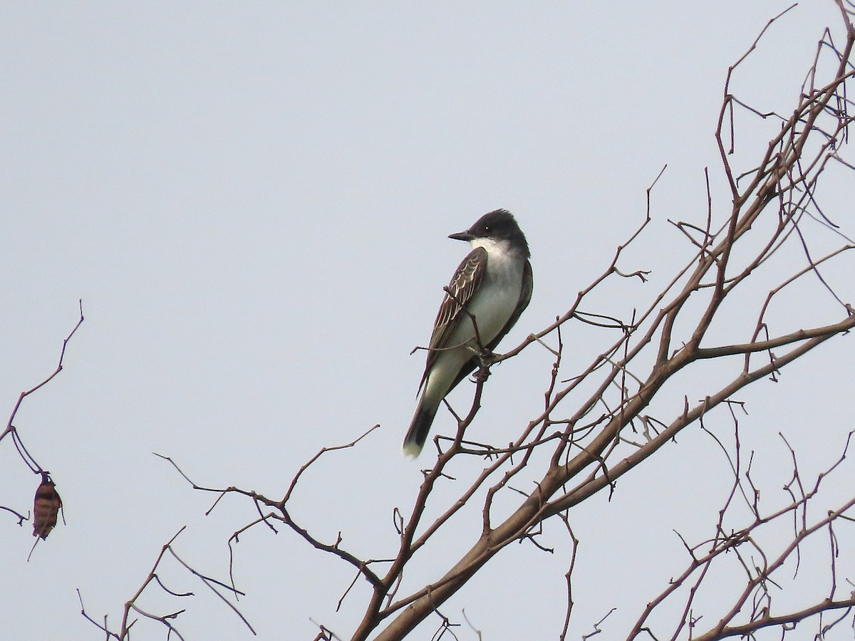 Eastern Kingbird - Alfonso Auerbach