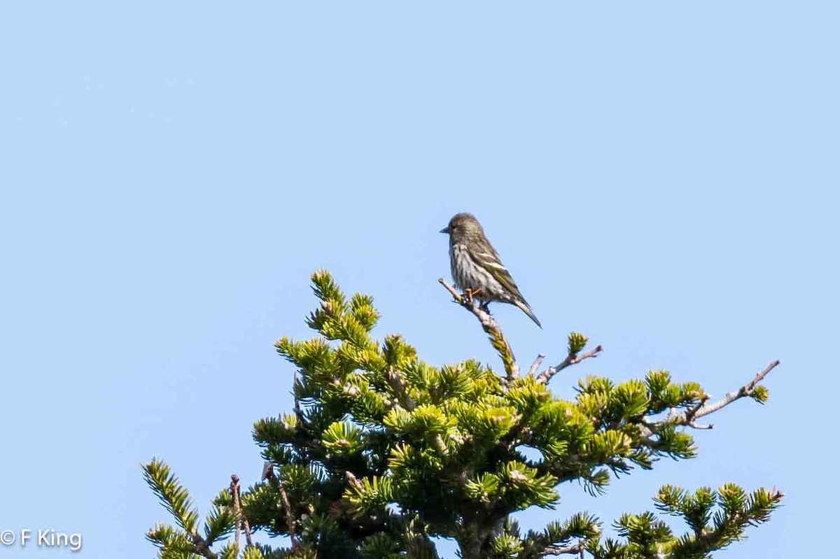 Pine Siskin - Frank King