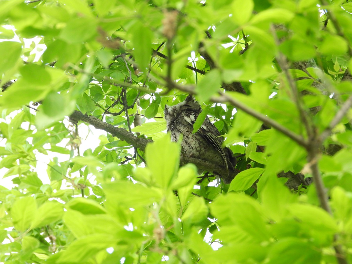 Eastern Screech-Owl - ML618971278