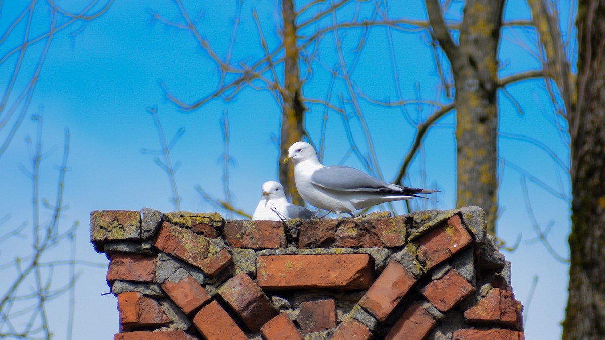 Common Gull - Olga Kozlova