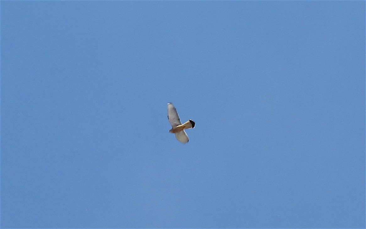 Lesser Kestrel - Javier Morala/MCBirding.com