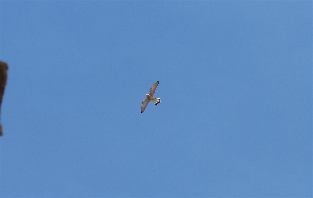 Lesser Kestrel - ML618971283