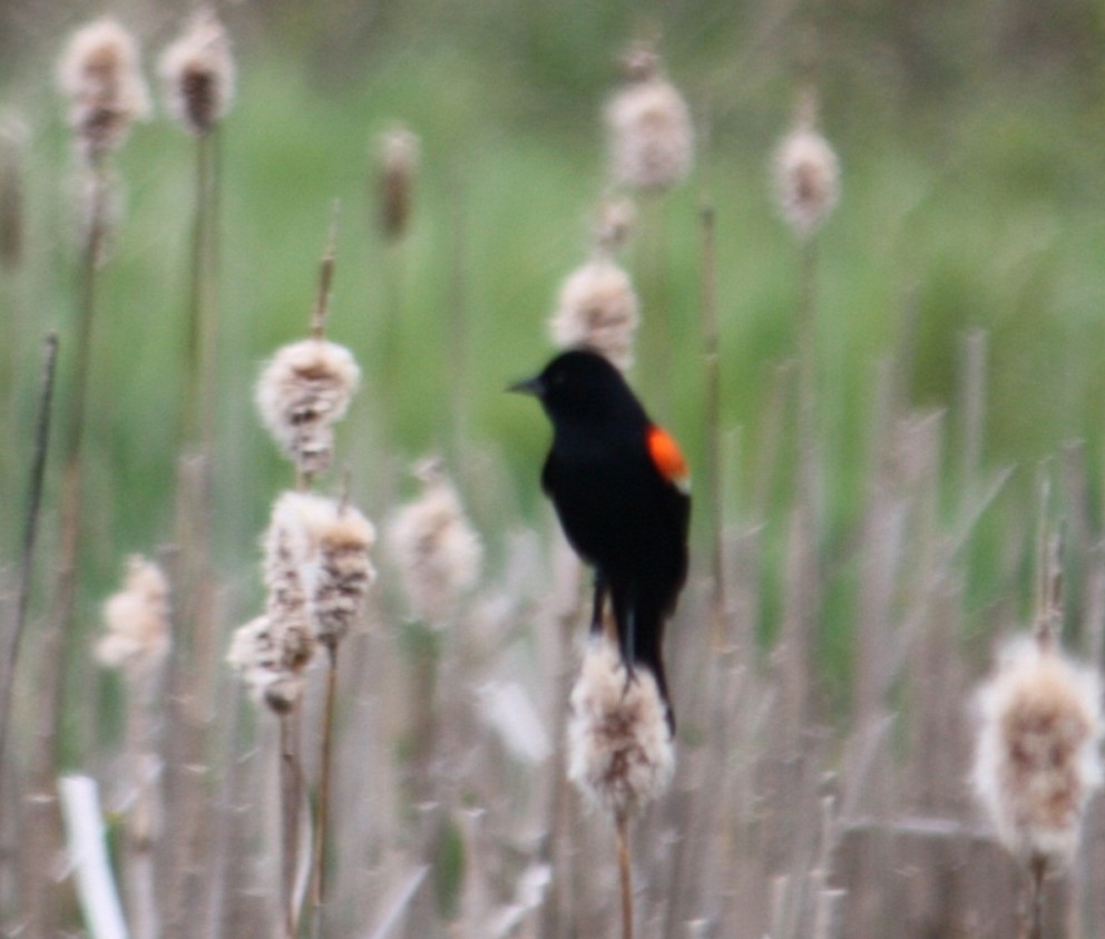 Red-winged Blackbird - Jeffrey C and Teresa B Freedman