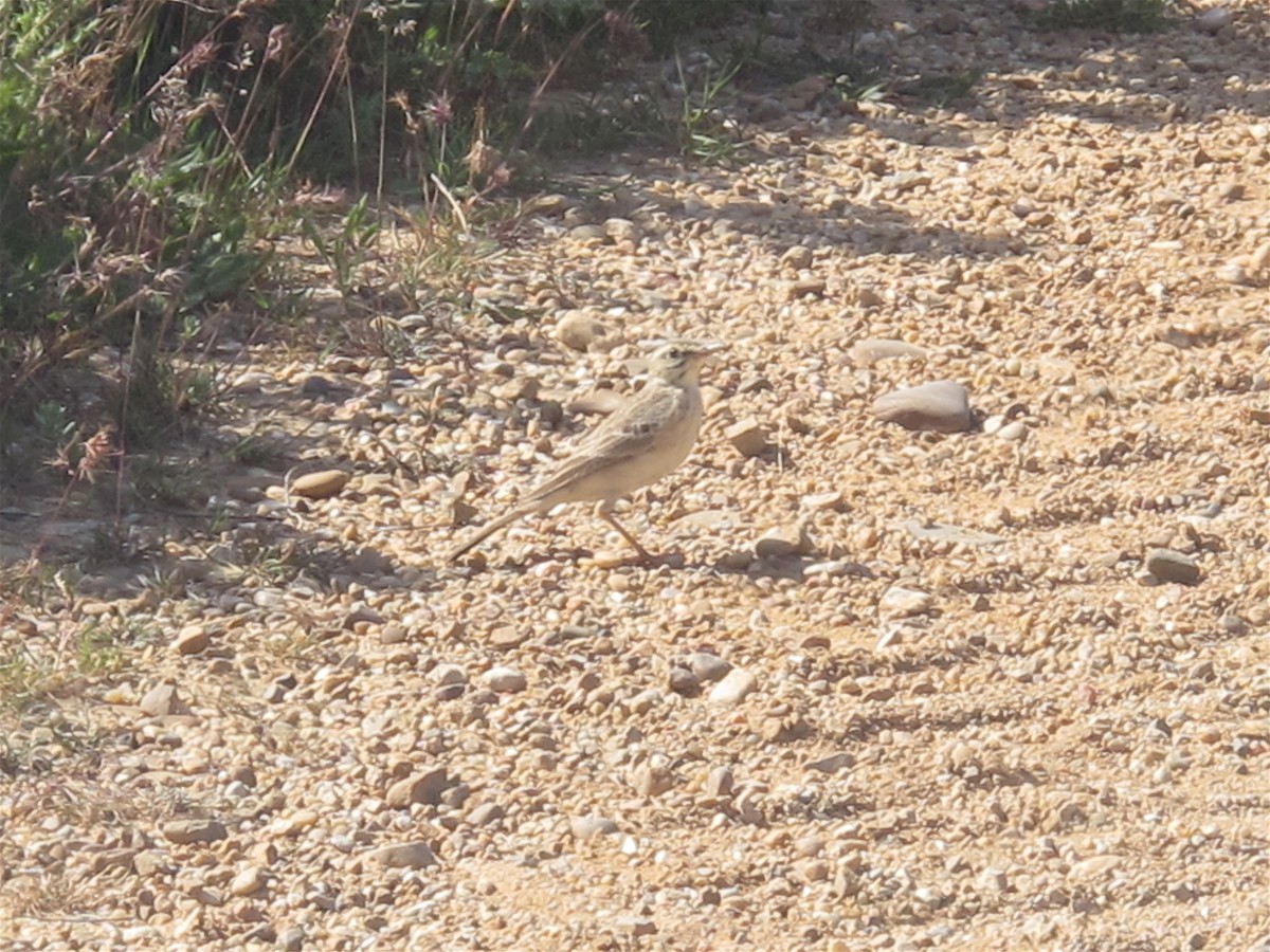 Tawny Pipit - ML618971345