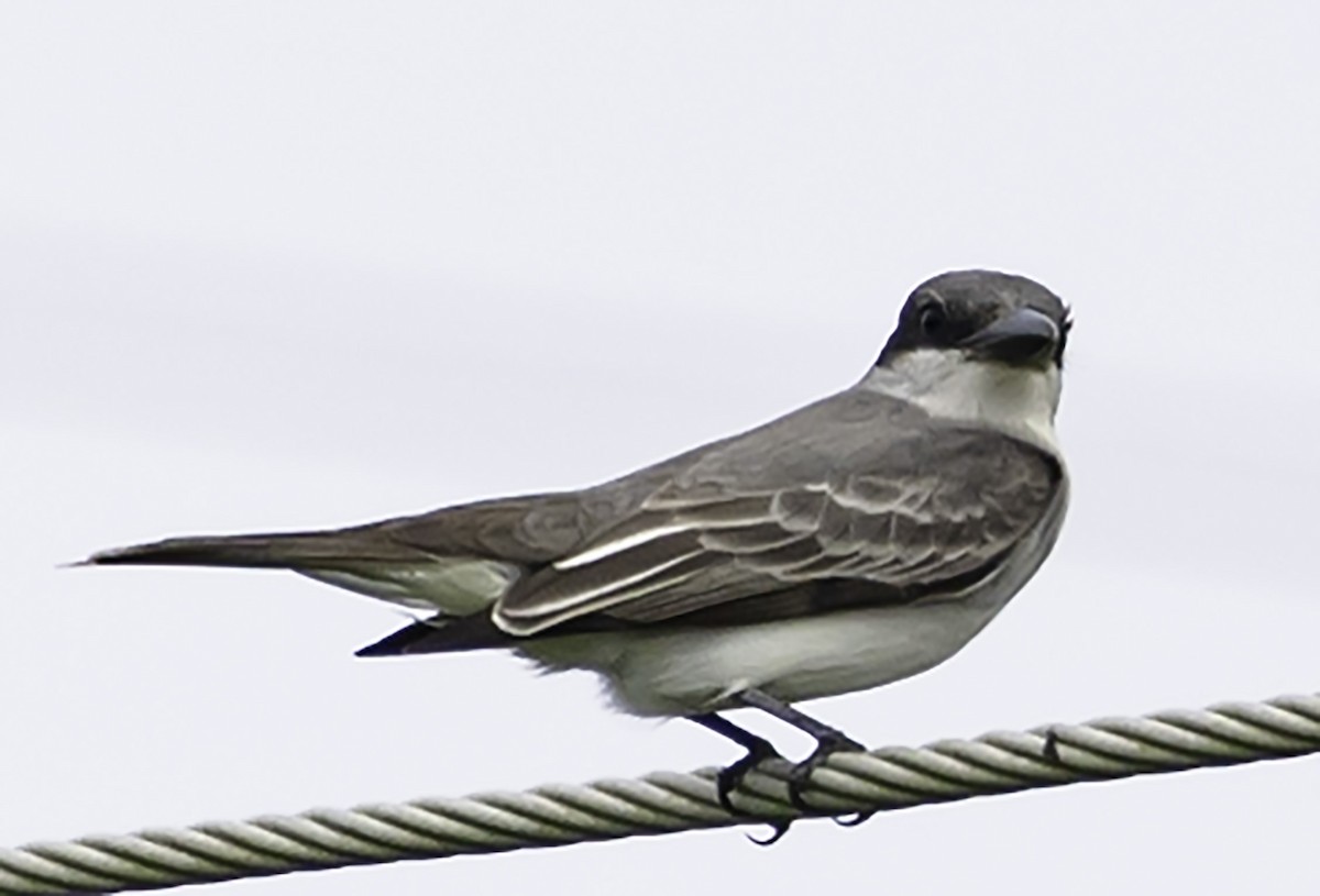 Gray Kingbird - David Muth