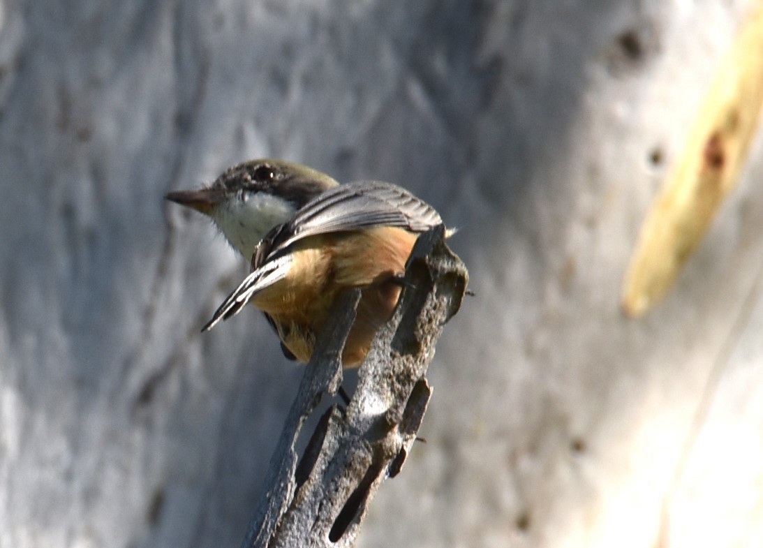 Rufous Whistler - Mark Tarnawski