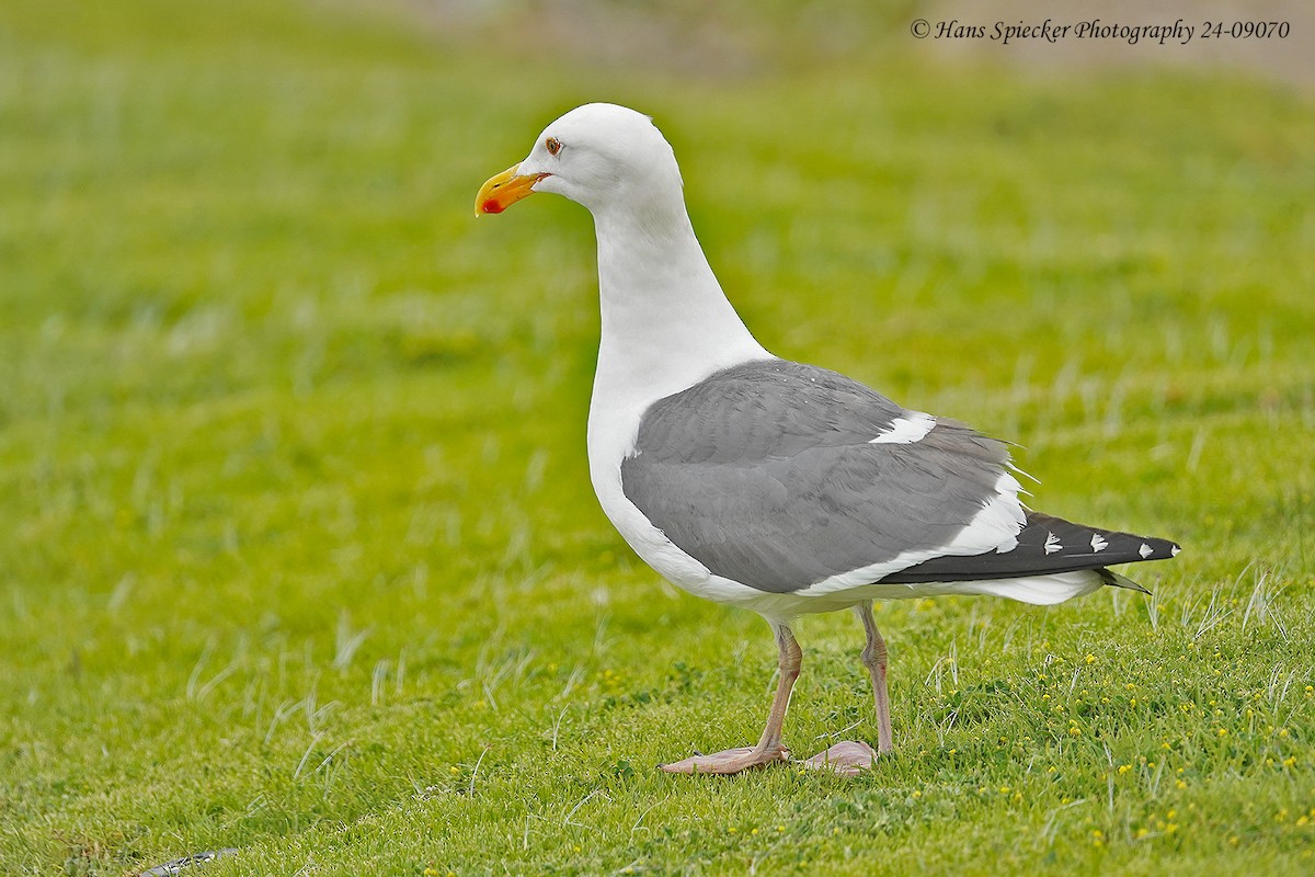 Western Gull - ML618971393