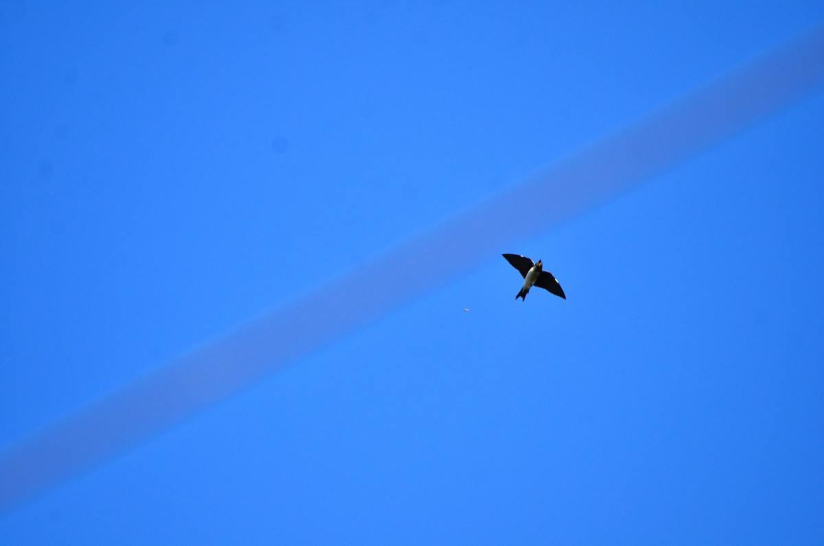 Gray-breasted Martin - Jefté Faustino Peixoto