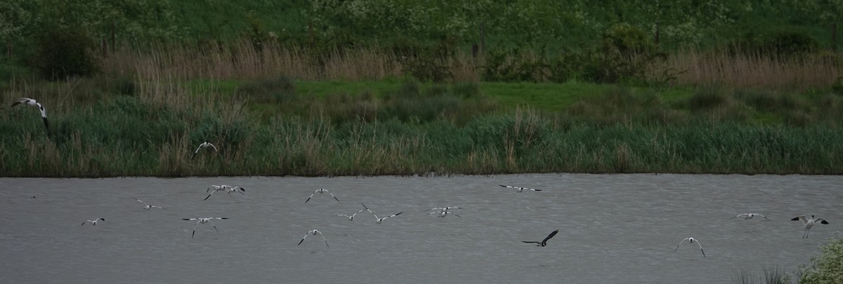 Pied Avocet - Duncan Evered