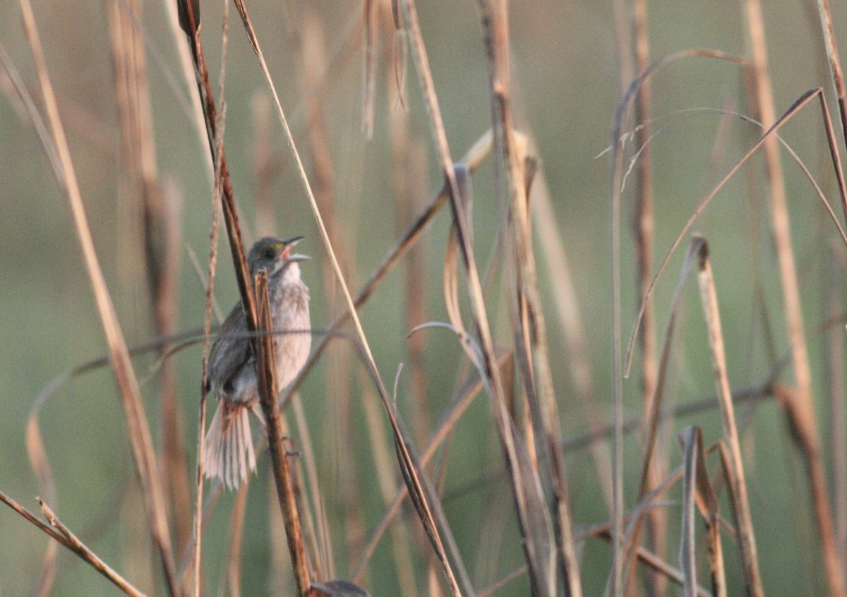 Seaside Sparrow - ML618971416