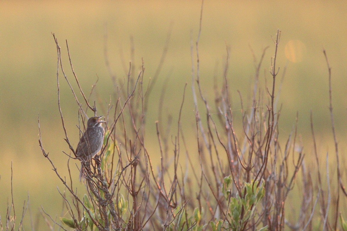 Seaside Sparrow - ML618971417