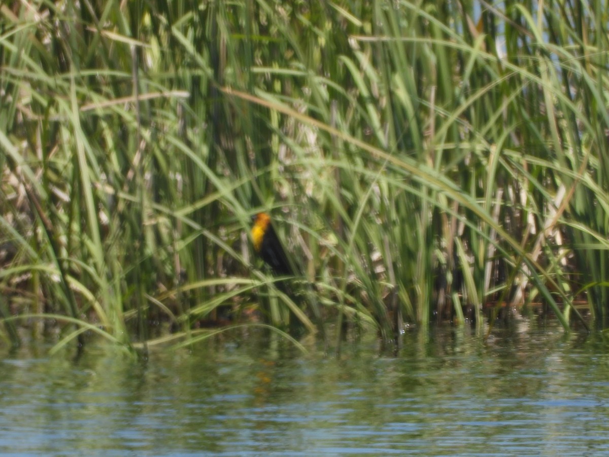 Yellow-headed Blackbird - Amanda Dickey